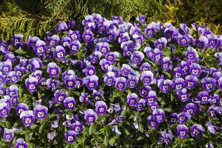 PANSY SPITIFIRE MIXED 6 pack - image 1