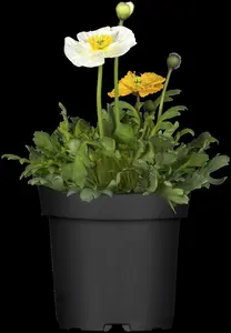 Papaver nudicaule - P9 - image 2
