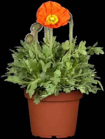 Papaver nudicaule - P9 - image 3