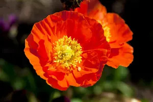 Papaver nudicaule