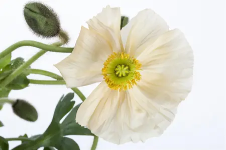 Papaver nudicaule - P9 - image 4