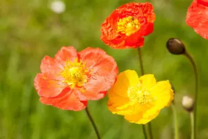 Papaver nudicaule - P9 - image 5