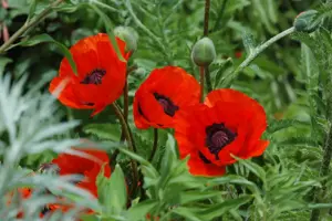 Papaver or. 'Beauty of Livermere' - 2 Ltr pot