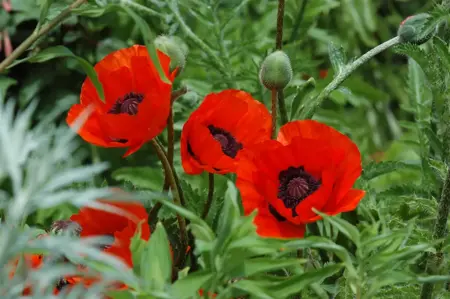 Papaver or. 'Beauty of Livermere' - P9