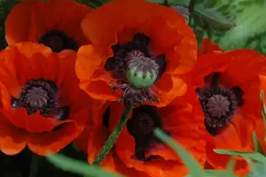 Papaver or. 'Brilliant'
