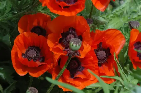 Papaver or. 'Brilliant' - 5 Ltr pot - image 2