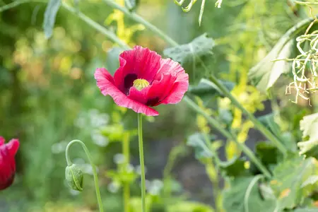 Papaver or. 'Marlene' - P9