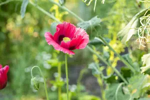Papaver or. 'Marlene'