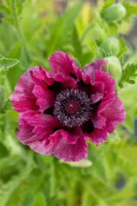Papaver or. 'Patty's Plum'
