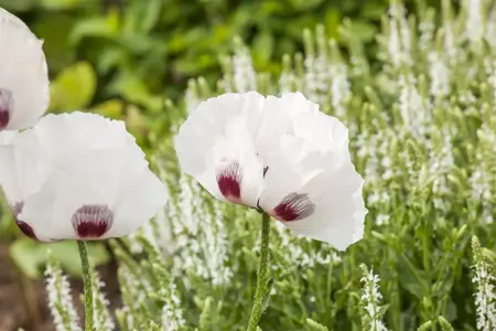 Papaver or. 'Perry's White' - P11