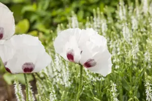 Papaver or. 'Perry's White'