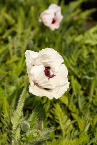 Papaver or. 'Pink Perfection' - 2 Ltr pot - image 3
