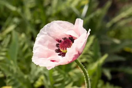 Papaver or. 'Pink Perfection' - 2 Ltr pot - image 1