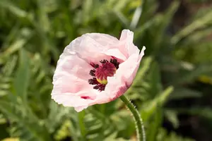 Papaver or. 'Pink Perfection'