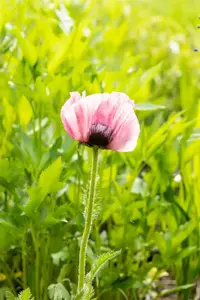 Papaver or. 'Raspberry Queen'
