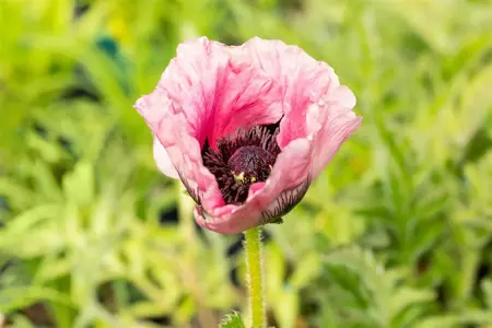 Papaver or. 'Raspberry Queen' - P11 - image 2