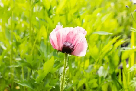 Papaver or. 'Raspberry Queen' - P11 - image 3