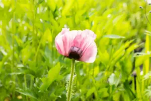 Papaver or. 'Raspberry Queen' - P11 - image 3