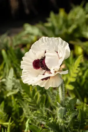 Papaver or. 'Royal Wedding' - 2 Ltr pot - image 5