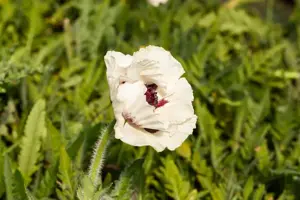 Papaver or. 'Royal Wedding' - 2 Ltr pot - image 2