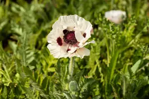 Papaver or. 'Royal Wedding' - 2 Ltr pot - image 4