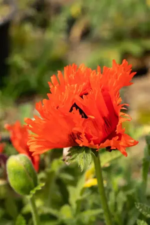 Papaver or. 'T?rkenlouis' - P11 - image 2