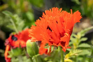 Papaver or. 'T?rkenlouis'