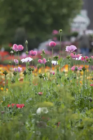 Papaver orientale - P11 - image 1