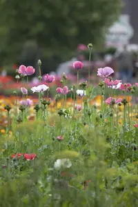 Papaver orientale