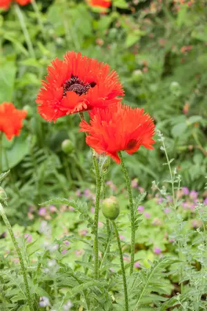 Papaver orientale - P11 - image 4