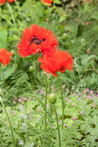 Papaver orientale - P11 - image 4