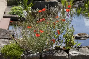 Papaver orientale - P11 - image 2