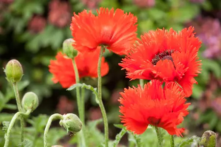 Papaver orientale - P11 - image 3