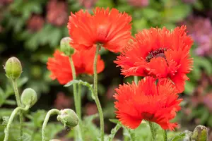 Papaver orientale - P11 - image 3