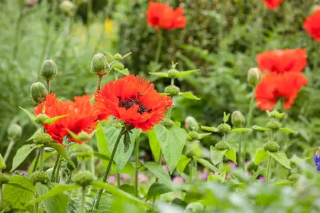 Papaver orientale - P11 - image 5