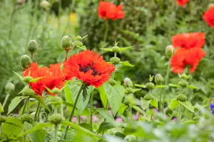 Papaver orientale - P11 - image 5