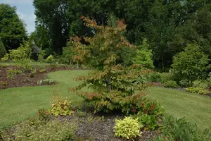 Parrotia persica - 10 Ltr pot - image 1
