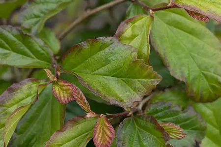 Parrotia persica 'Bella' - Liners bare root