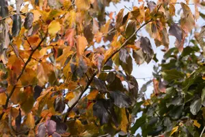 Parrotia persica 'Cherry Tips' - 1.5 Ltr pot - image 2
