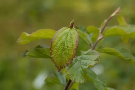 Parrotia persica 'Cherry Tips' - 1.5 Ltr pot - image 3