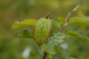 Parrotia persica 'Cherry Tips' - 1.5 Ltr pot - image 3