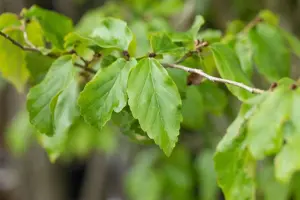 Parrotia persica 'Cherry Tips' - 1.5 Ltr pot - image 4