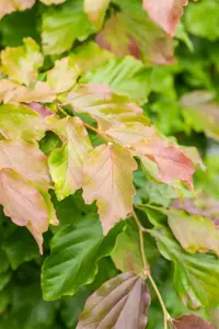 Parrotia persica 'Felice' - 15-20 CM C2 - image 2