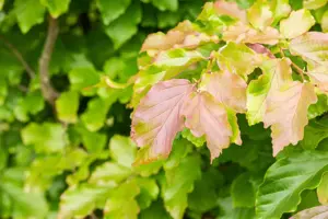 Parrotia persica 'Felice'