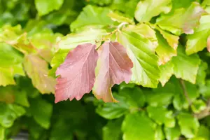 Parrotia persica 'Felice' - 15-20 CM C2 - image 3