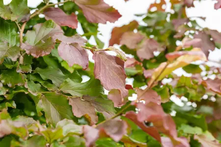 Parrotia persica 'Felice' - 15-20 CM C2 - image 4