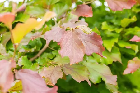 Parrotia persica 'Felice' - 80-100 CM C10 - image 5