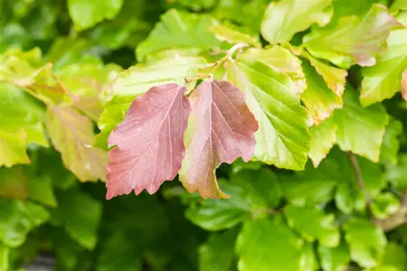 Parrotia persica 'Felice' - 40-60 CM C5 - image 3