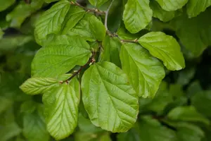 Parrotia persica 'Persian Lace' - 60-80 CM C10 - image 2