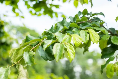 Parrotia persica 'Persian Lace' - 60-80 CM C10 - image 3